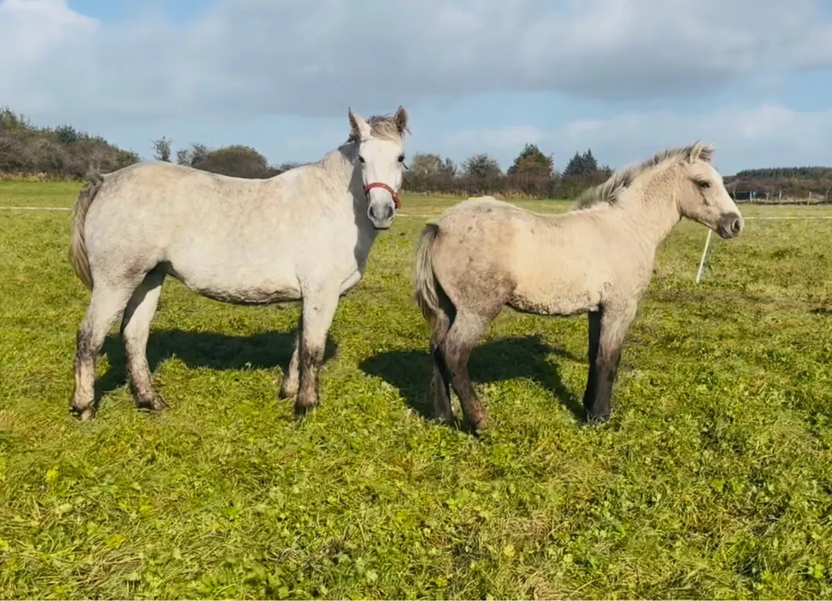 ***Super Connemara Colt Foal*** - Image 3
