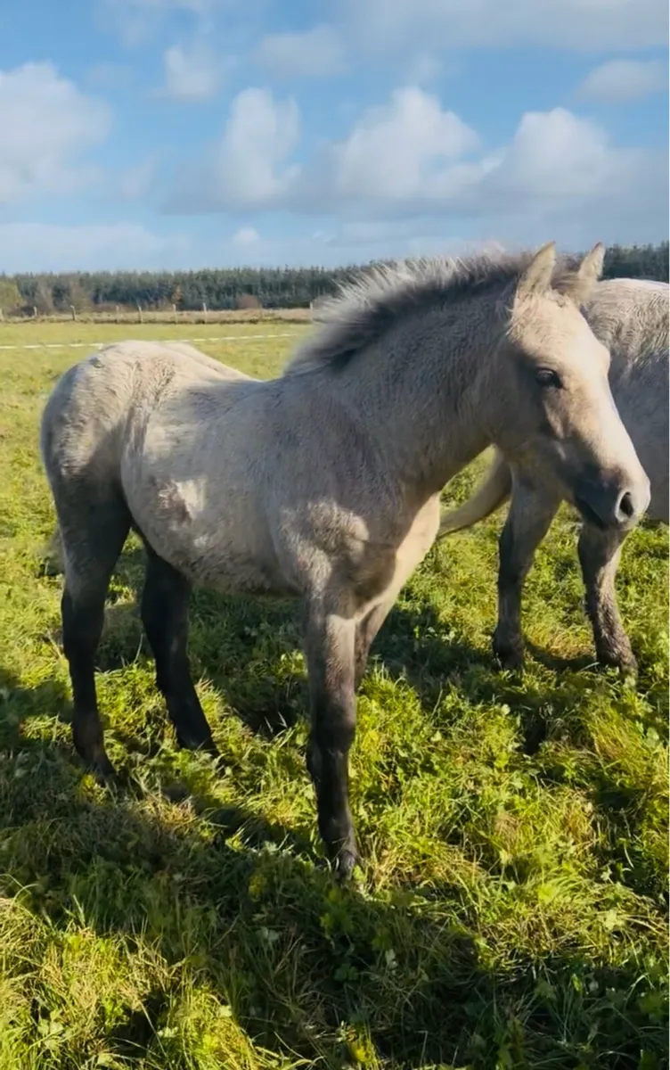 ***Super Connemara Colt Foal*** - Image 4