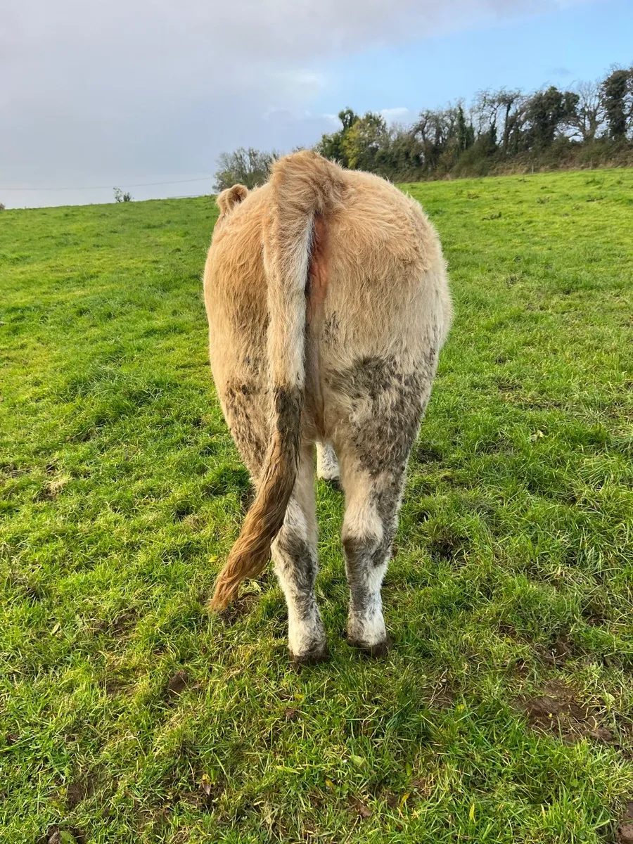 Castlerea Mart Breeding Stock - Image 2