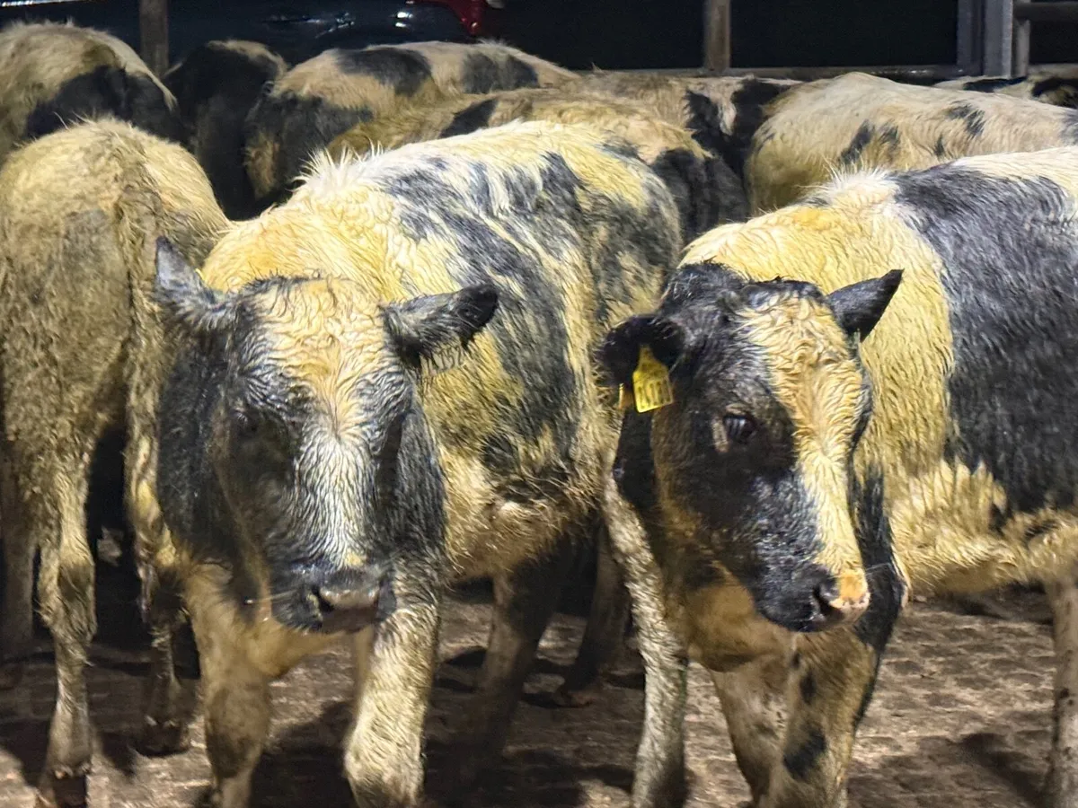 12 BELGIAN BLUE HEIFERS WEANLINGS ( 5 ⭐️) for sale in Tipperary for € ...