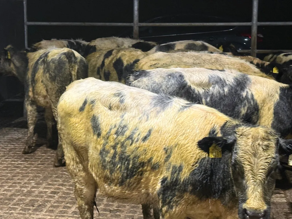 12 BELGIAN BLUE HEIFERS WEANLINGS ( 5 ⭐️) for sale in Tipperary for € ...