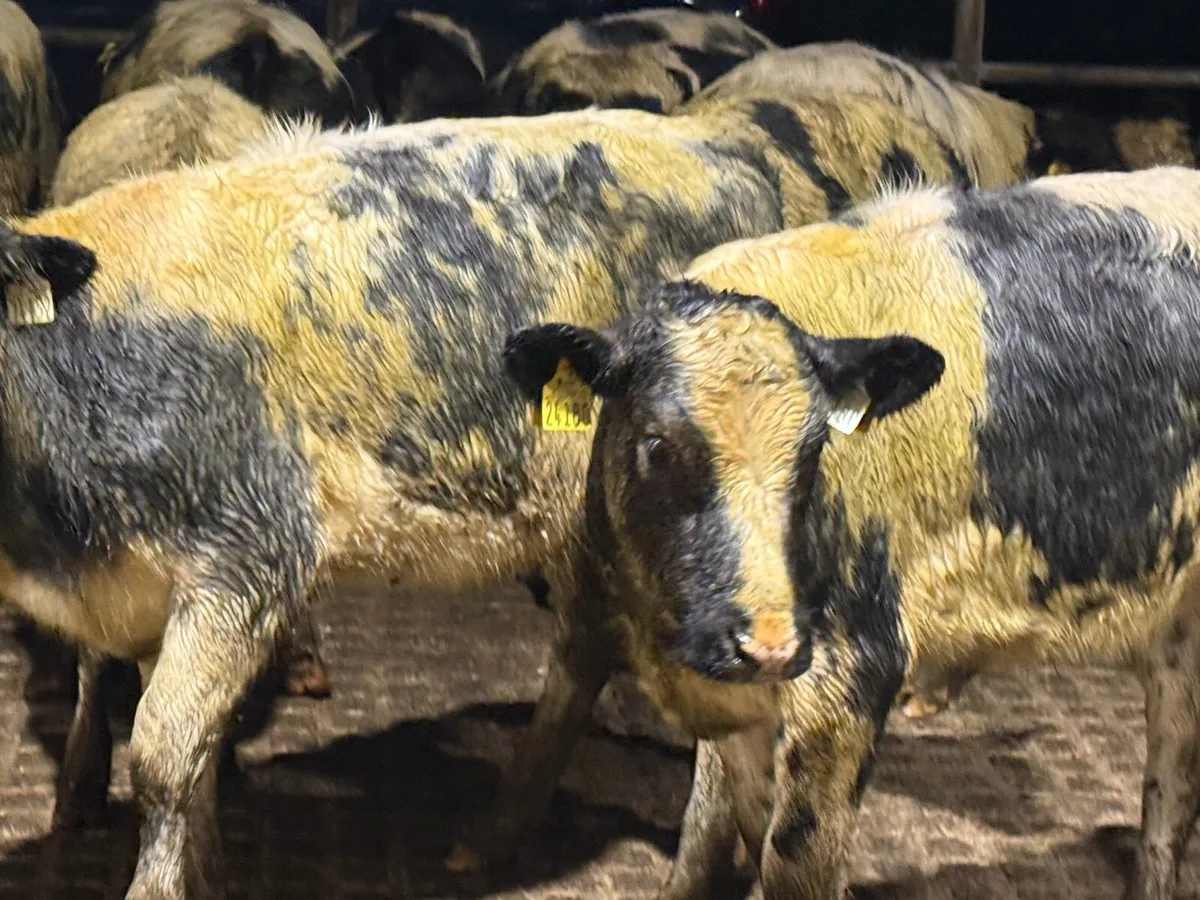 12 BELGIAN BLUE HEIFERS WEANLINGS ( 5 ⭐️) - Image 1