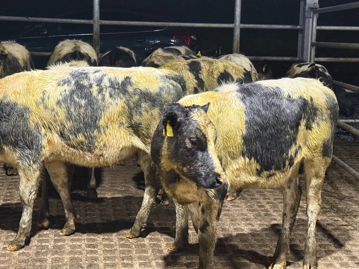 12 BELGIAN BLUE HEIFERS WEANLINGS ( 5 ⭐️) - Image 4