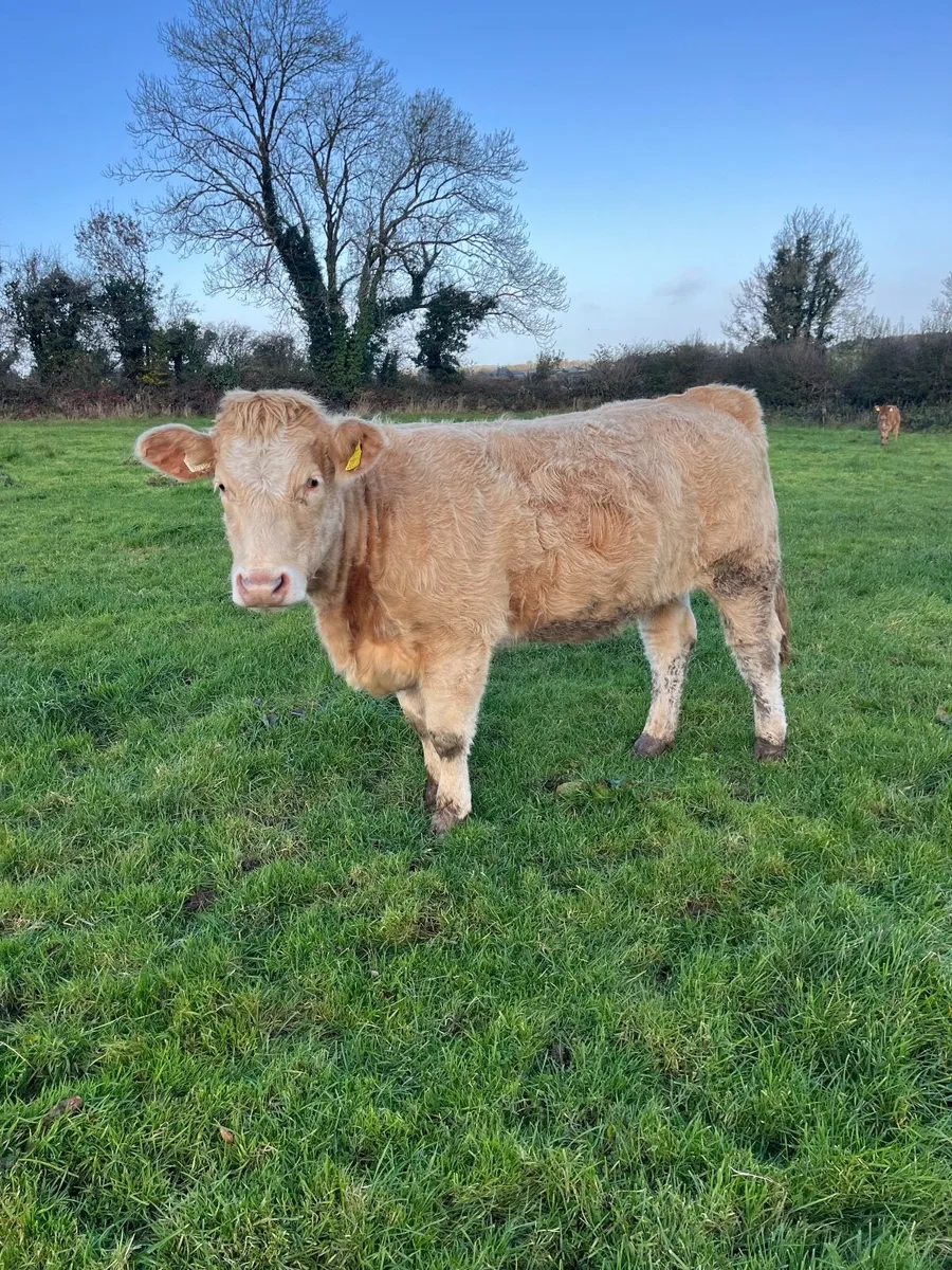 Castlerea Mart Breeding Stock - Image 1