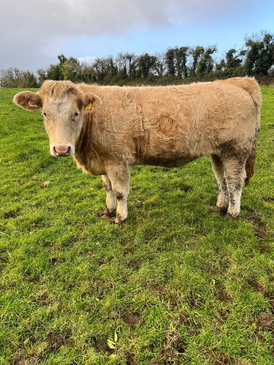 Castlerea Mart Breeding Stock - Image 3