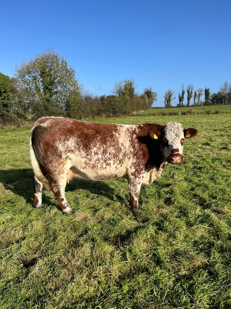 Castlerea Mart Breeding Stock - Image 4