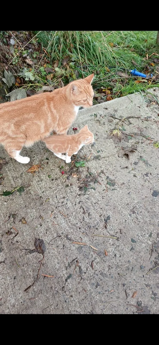 Cats needed for a good home