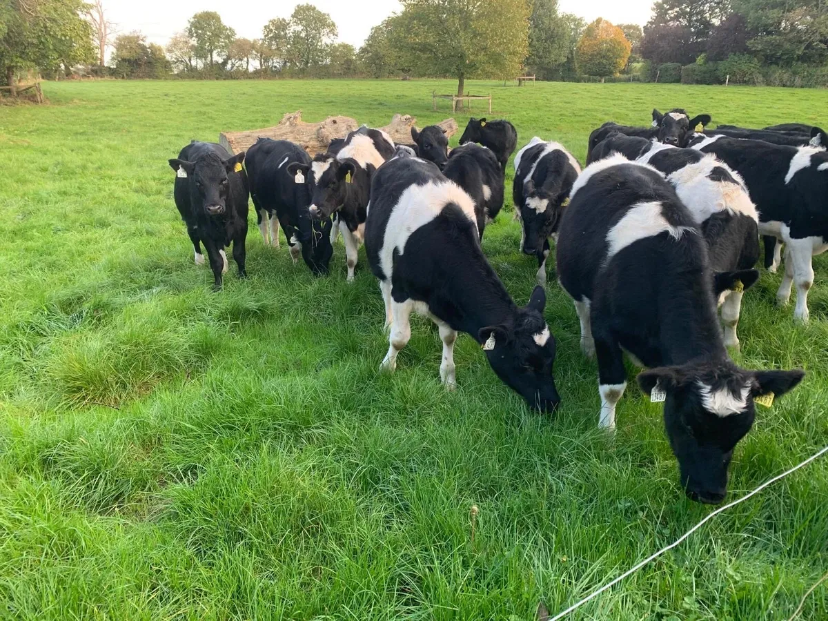 Friesian Heifer Calves Carnaross Dairy Sale on Wed - Image 2