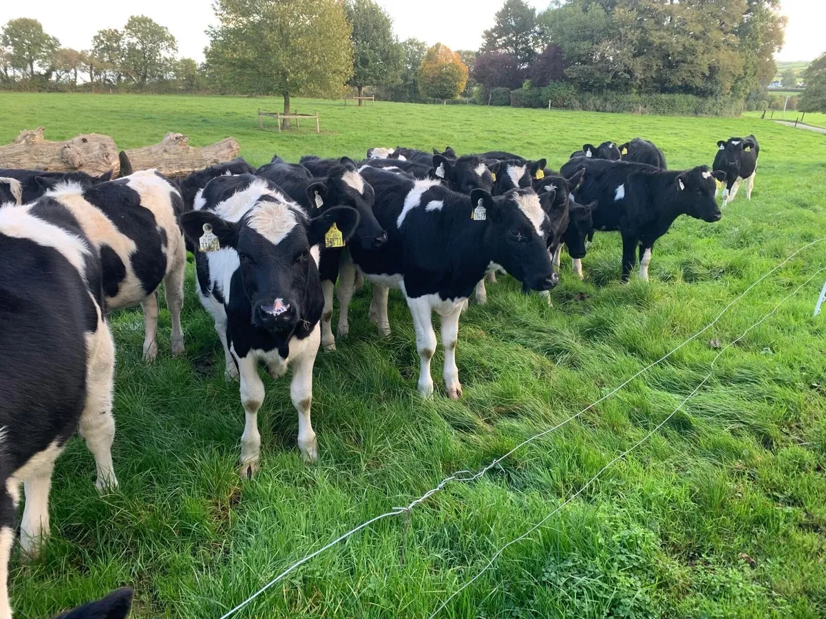 Friesian Heifer Calves Carnaross Dairy Sale on Wed - Image 3