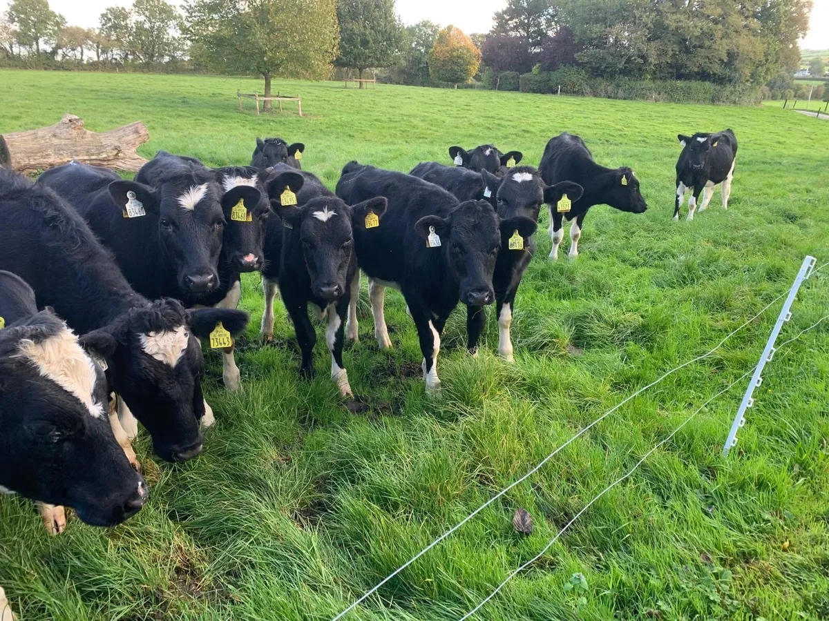 Friesian Heifer Calves Carnaross Dairy Sale on Wed - Image 4