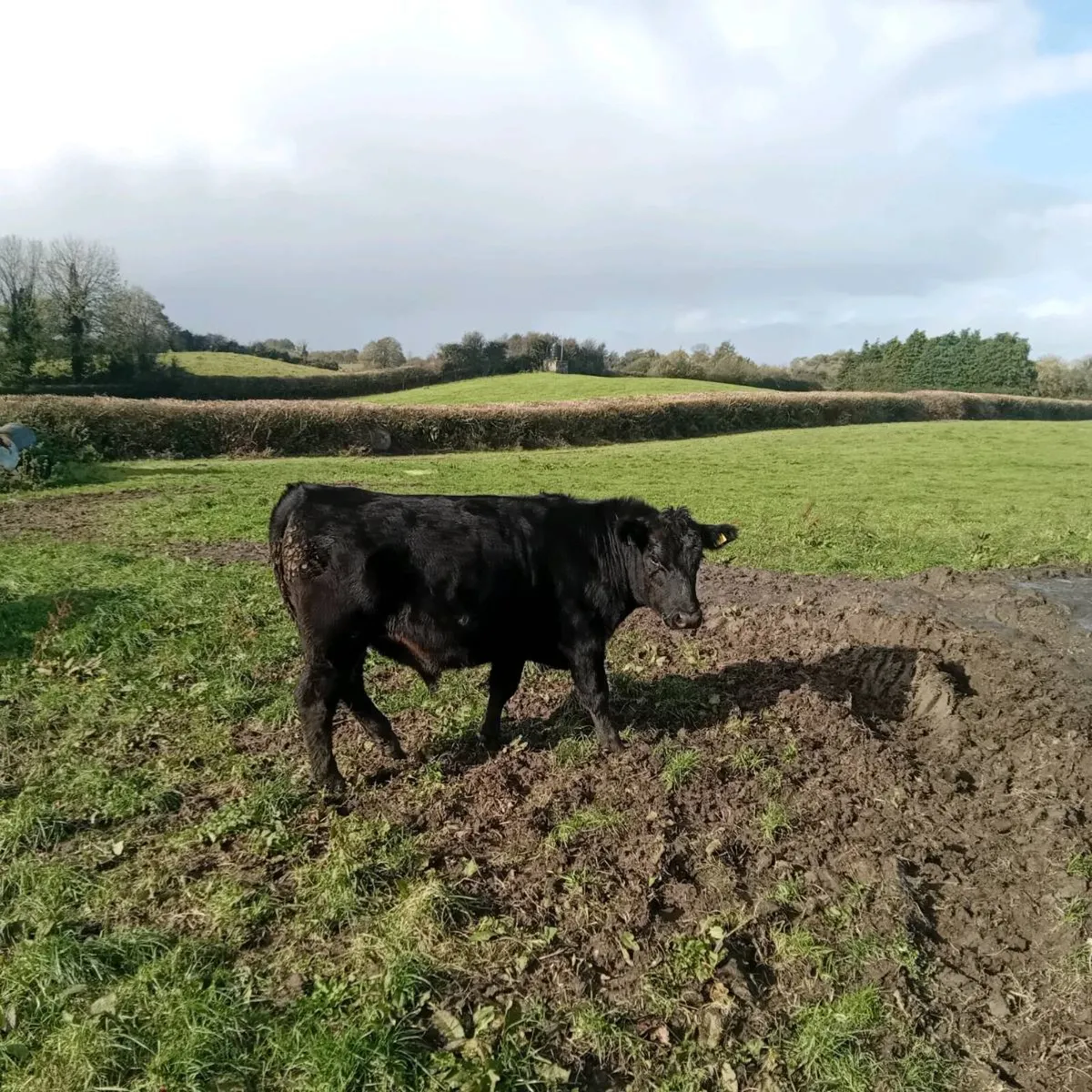 7 angus X bullocks for sale - Image 2