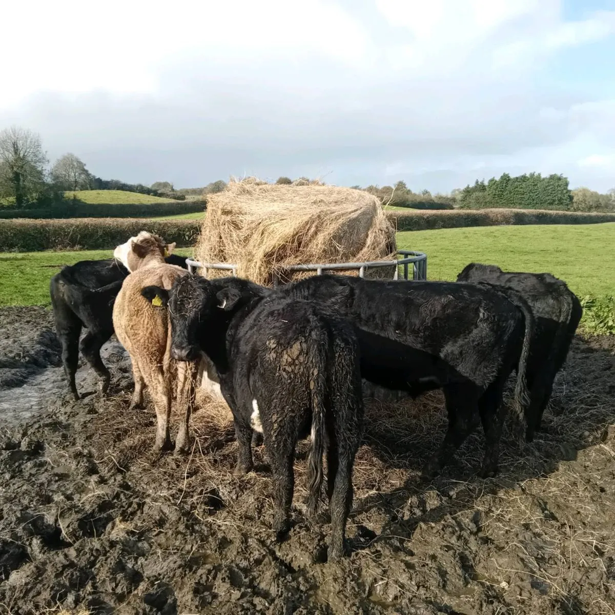 7 angus X bullocks for sale - Image 1