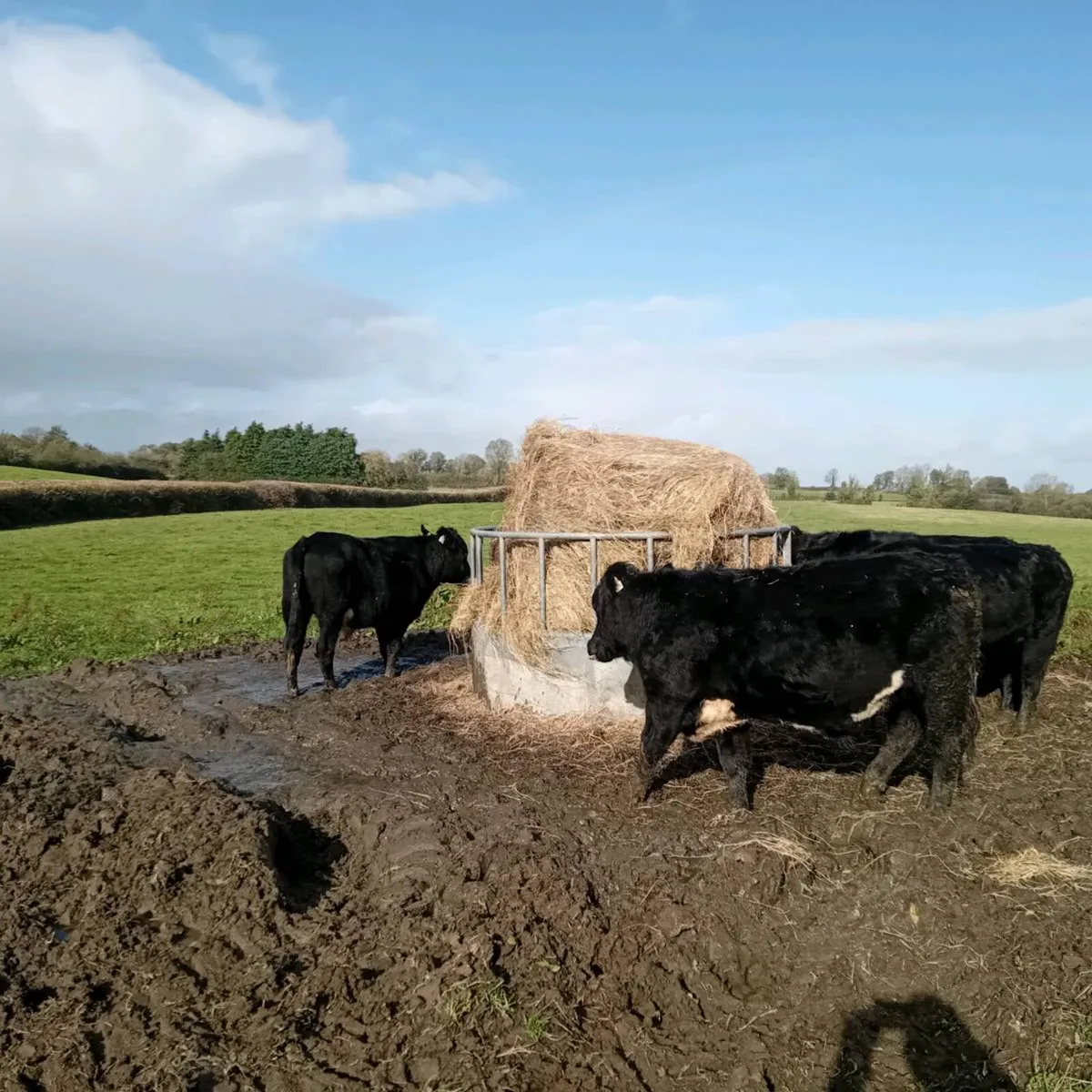 7 angus X bullocks for sale - Image 3