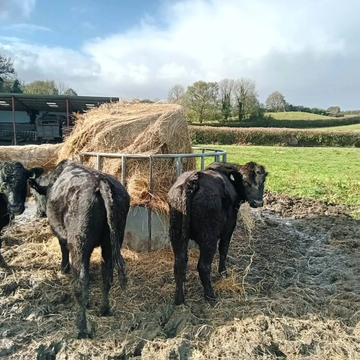 7 angus X bullocks for sale - Image 4