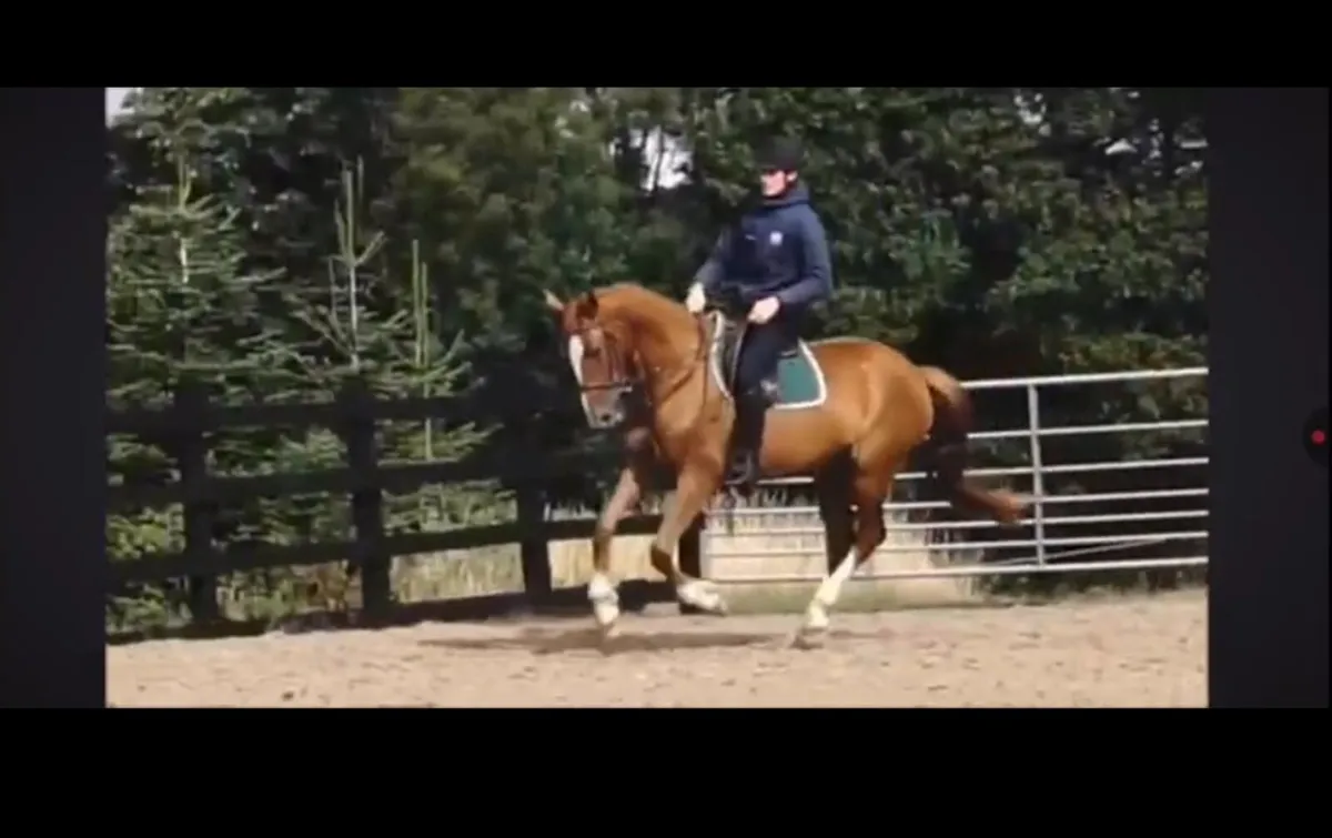 Joey TIH Sire Pointilliste TB , Dam ID - Image 1