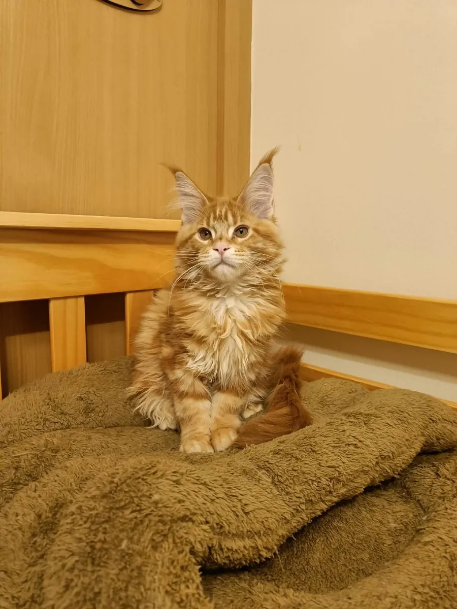 Maine Coon Kitten Ilyas XL for sale. - Image 2
