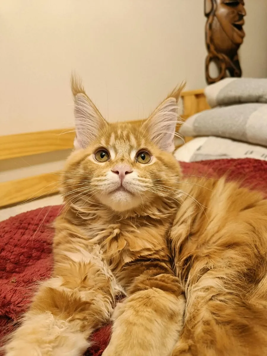 Maine Coon Kitten Ilyas XL for sale. - Image 3