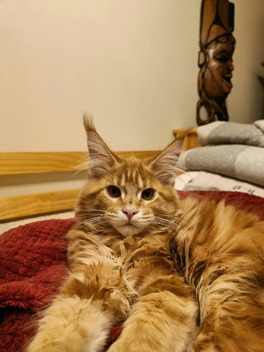 Maine Coon Kitten Ilyas XL for sale. - Image 4