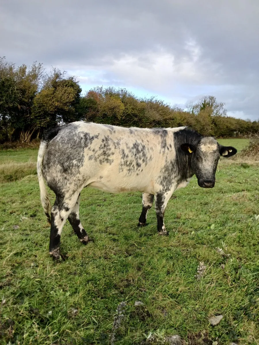 Beef cattle - Image 2