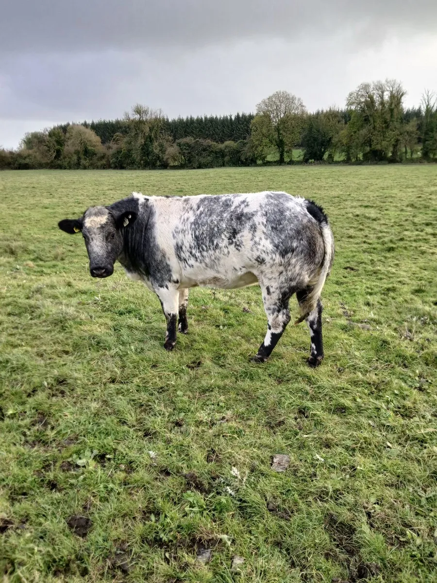 Beef cattle - Image 3