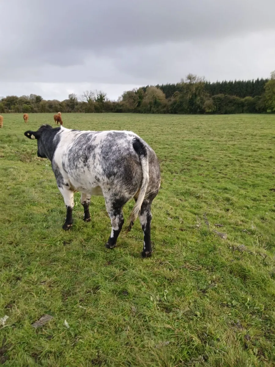 Beef cattle - Image 4