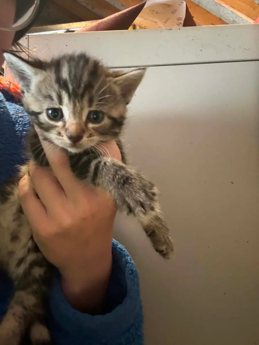 Kittens - Image 4