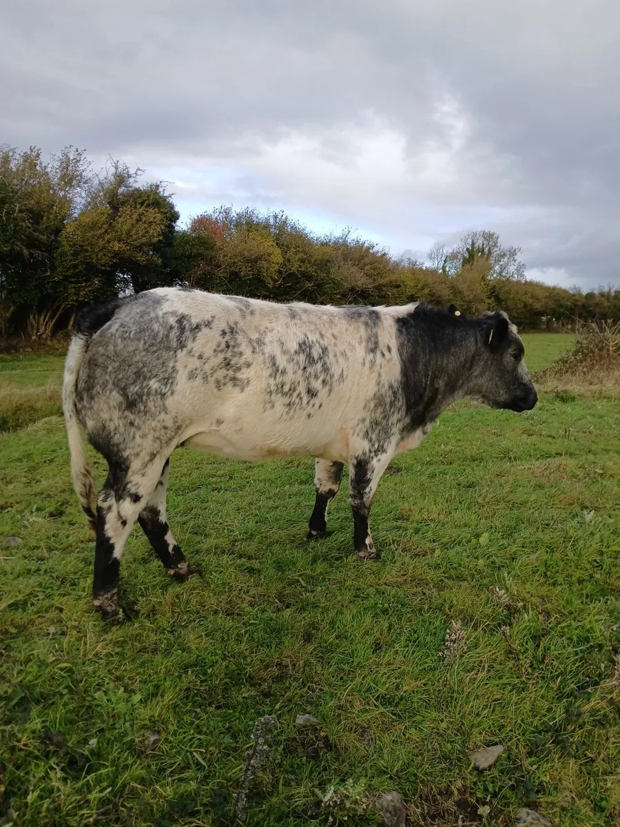 Beef cattle - Image 1