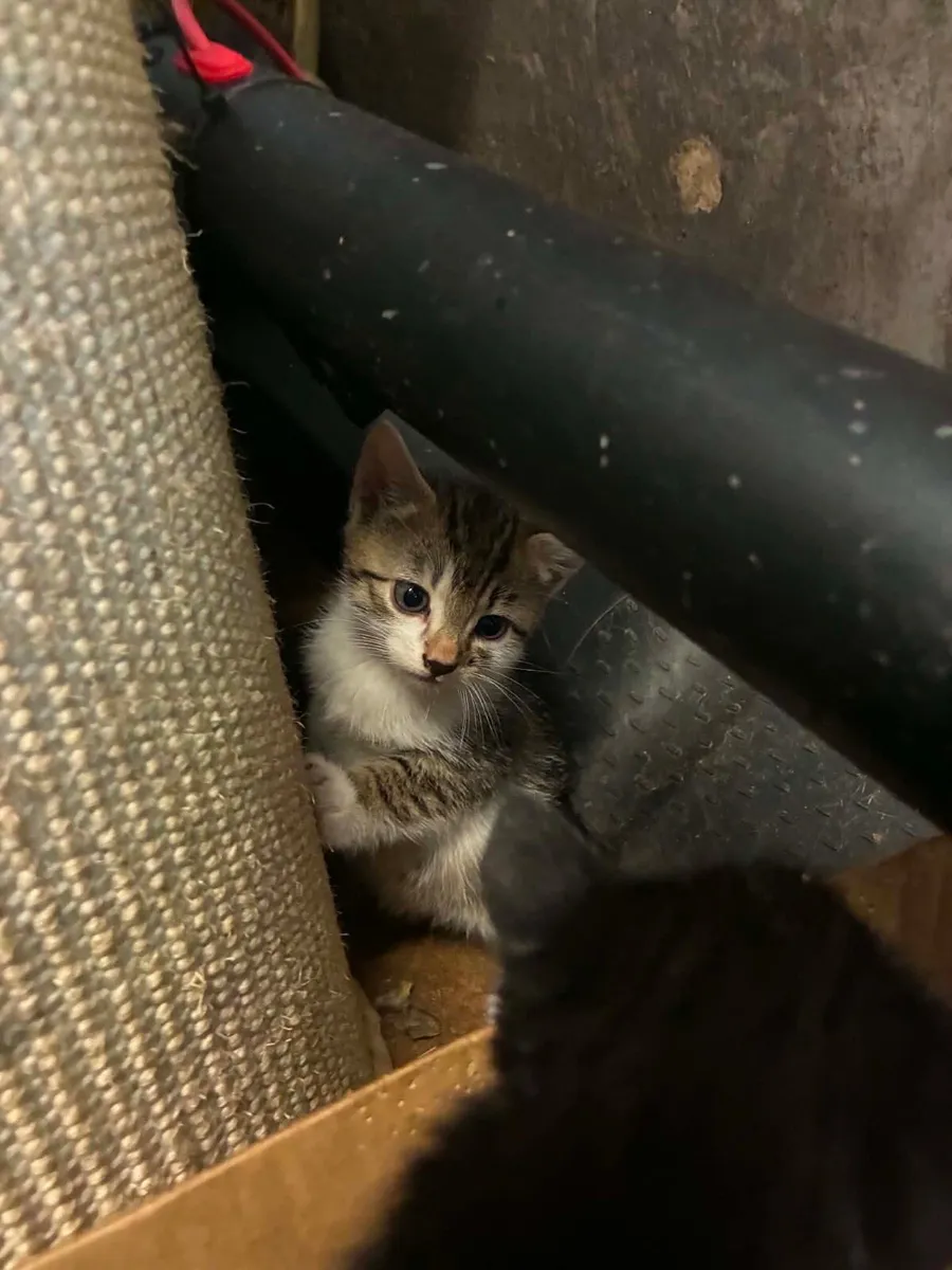 Kittens - Image 1