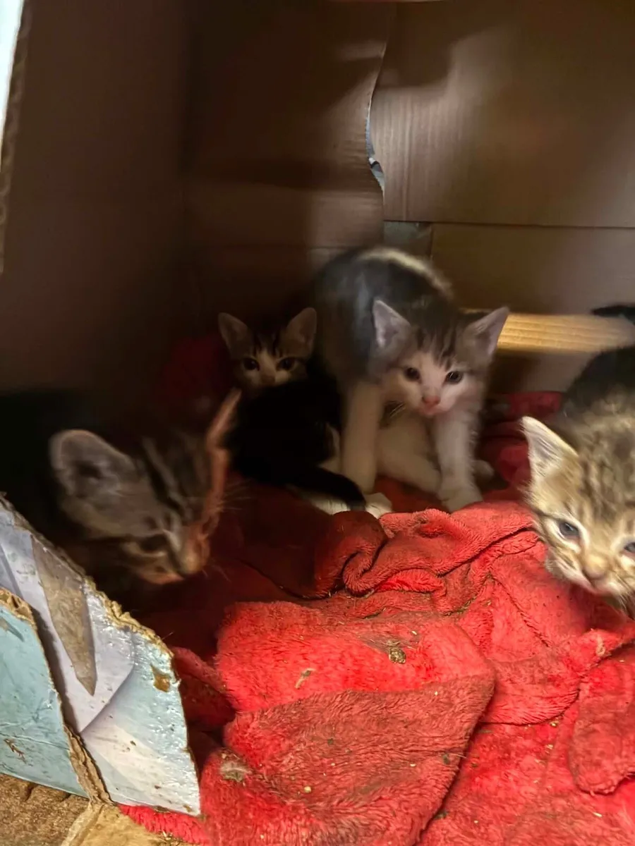 Kittens - Image 2