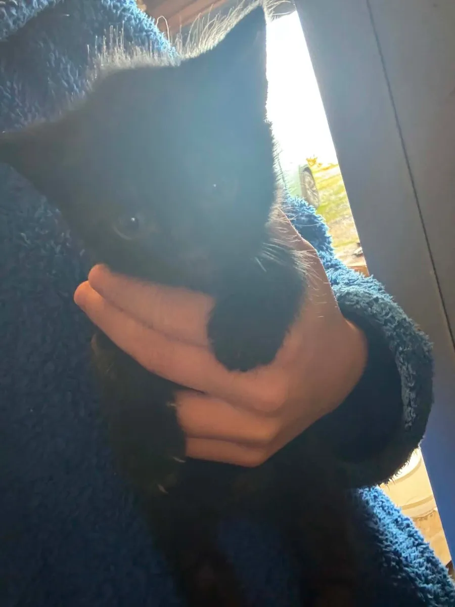 Kittens - Image 3