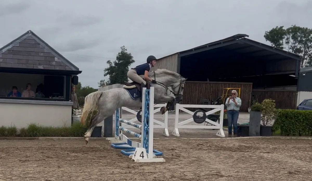 Athletic Irish Sport Horse for sale - Image 4