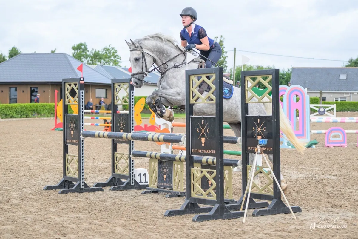 Athletic Irish Sport Horse for sale - Image 1