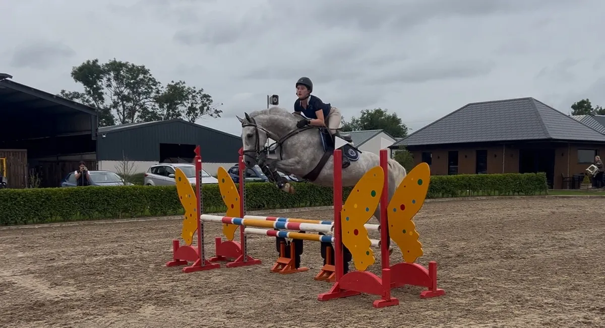 Athletic Irish Sport Horse for sale - Image 3