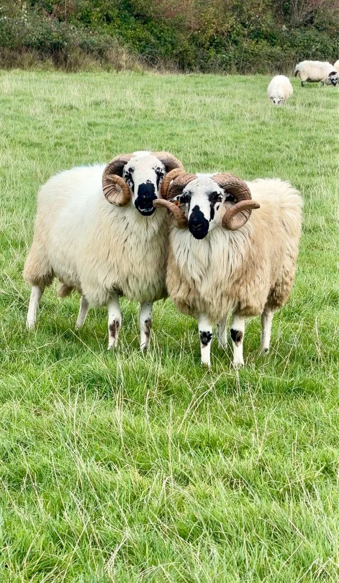 4 Hogget Scotch Rams & Scotch Ram Lambs For Sale - Image 1