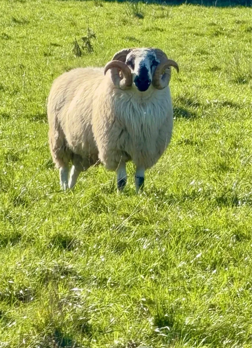 4 Hogget Scotch Rams & Scotch Ram Lambs For Sale - Image 2