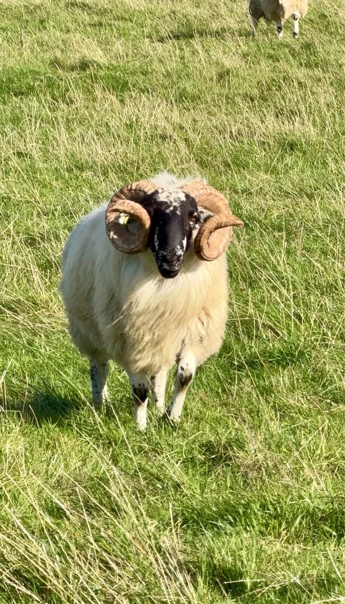 4 Hogget Scotch Rams & Scotch Ram Lambs For Sale - Image 3