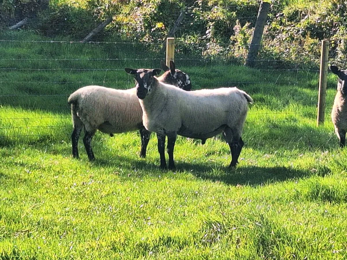 Milford Ram