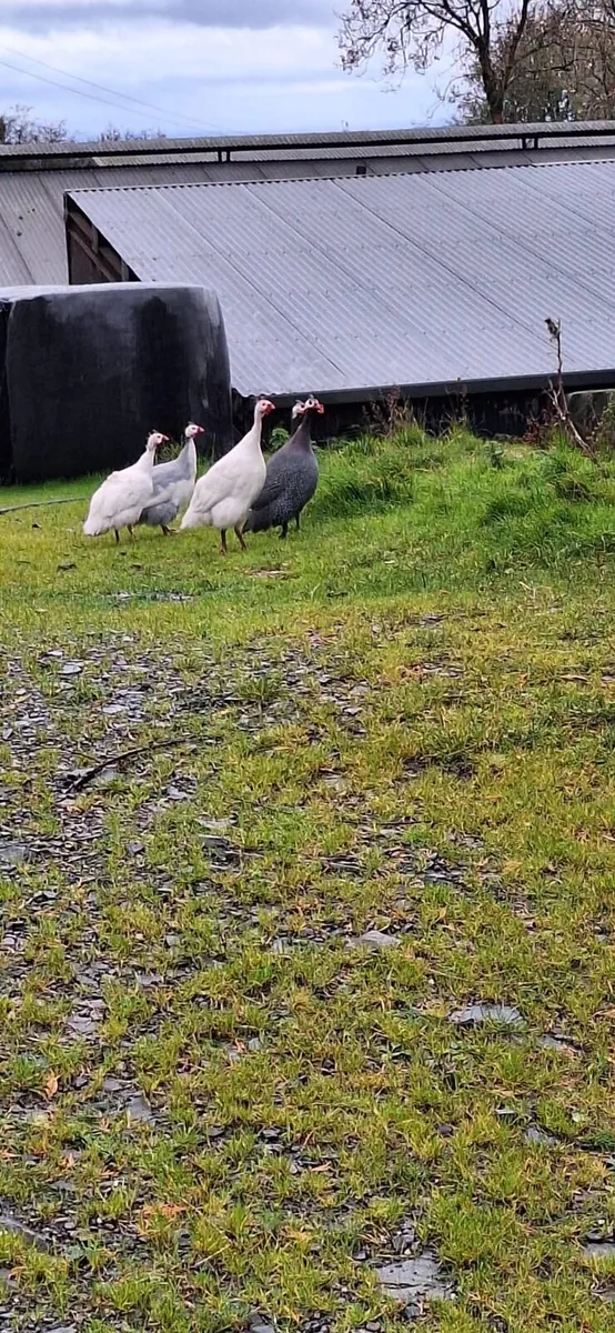 Guinea fowl - Image 1