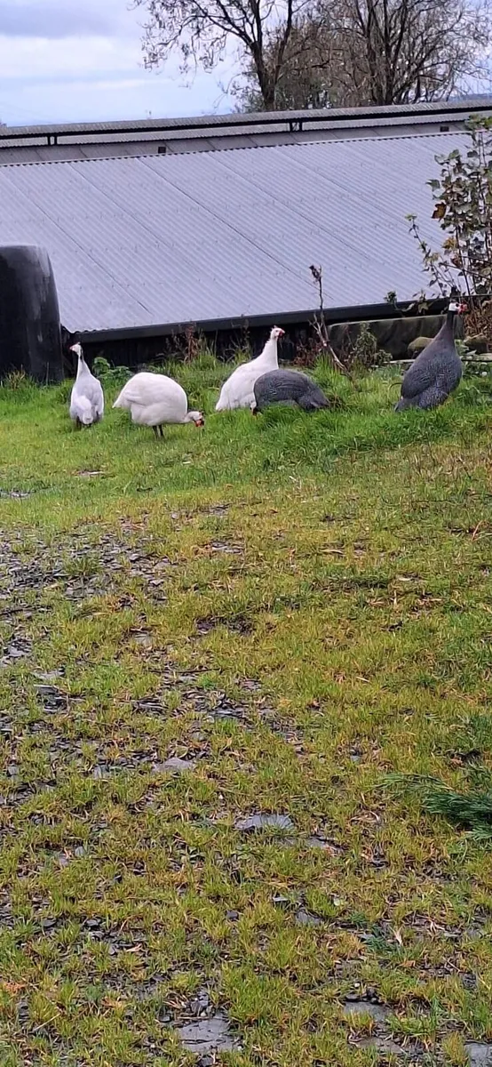 Guinea fowl - Image 2