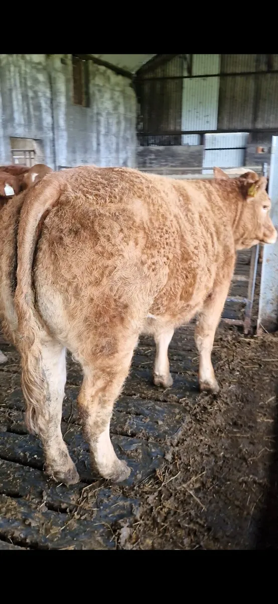 Quality Breeding Maiden Heifer - Image 2