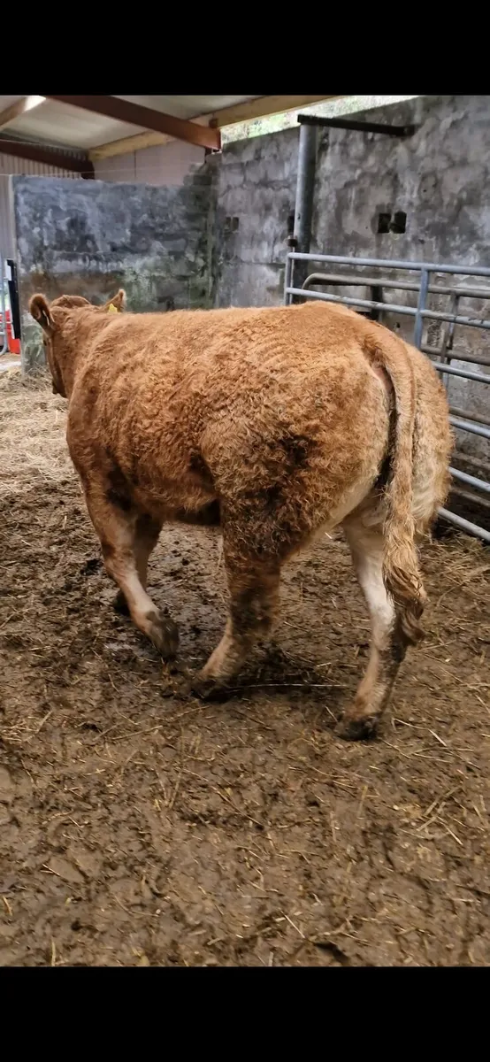 Quality Breeding Maiden Heifer - Image 3