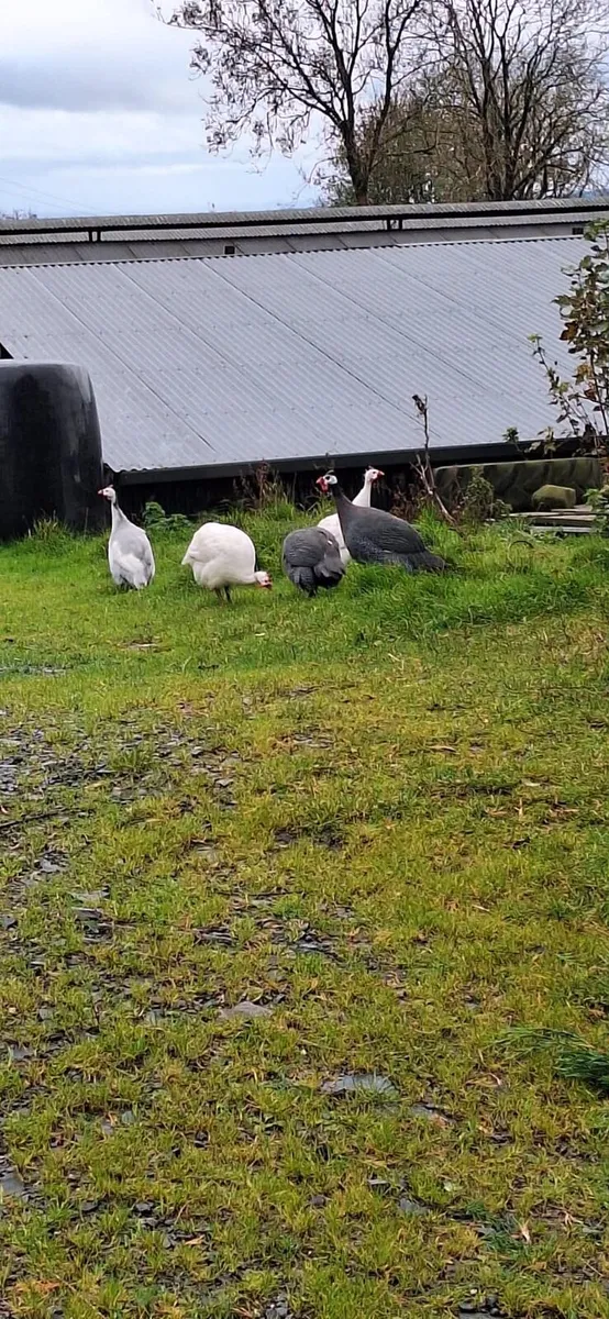 Guinea fowl - Image 4