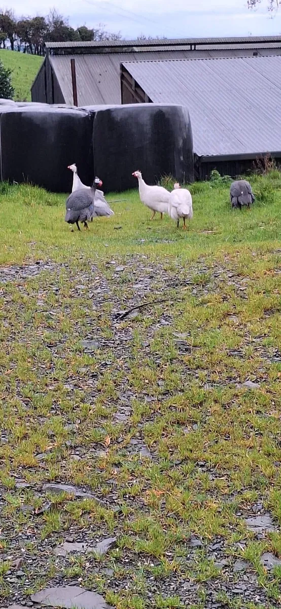Guinea fowl - Image 3