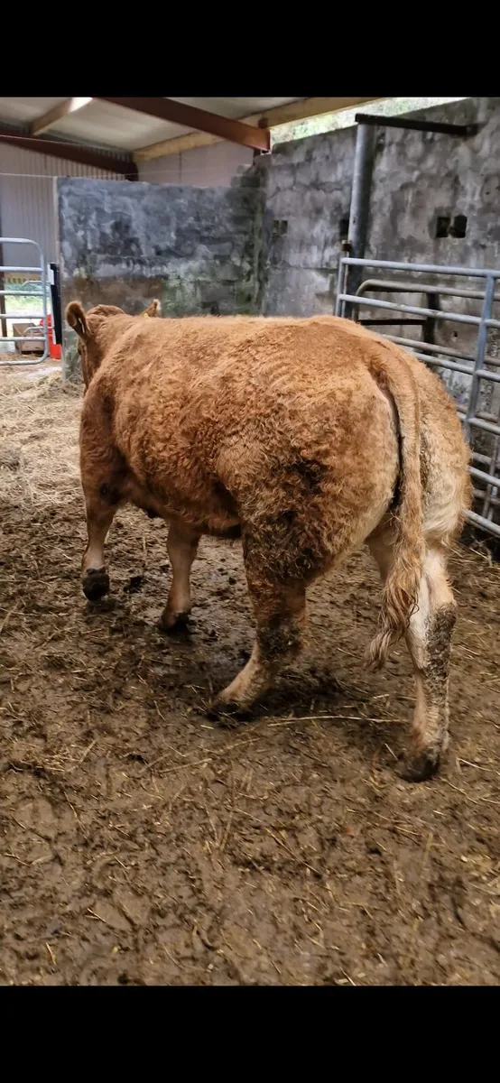 Quality Breeding Maiden Heifer - Image 4