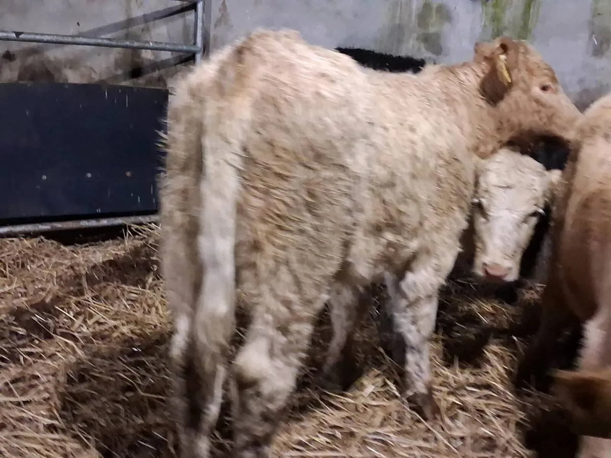 5 Charolais Weanling Heifers - Image 2