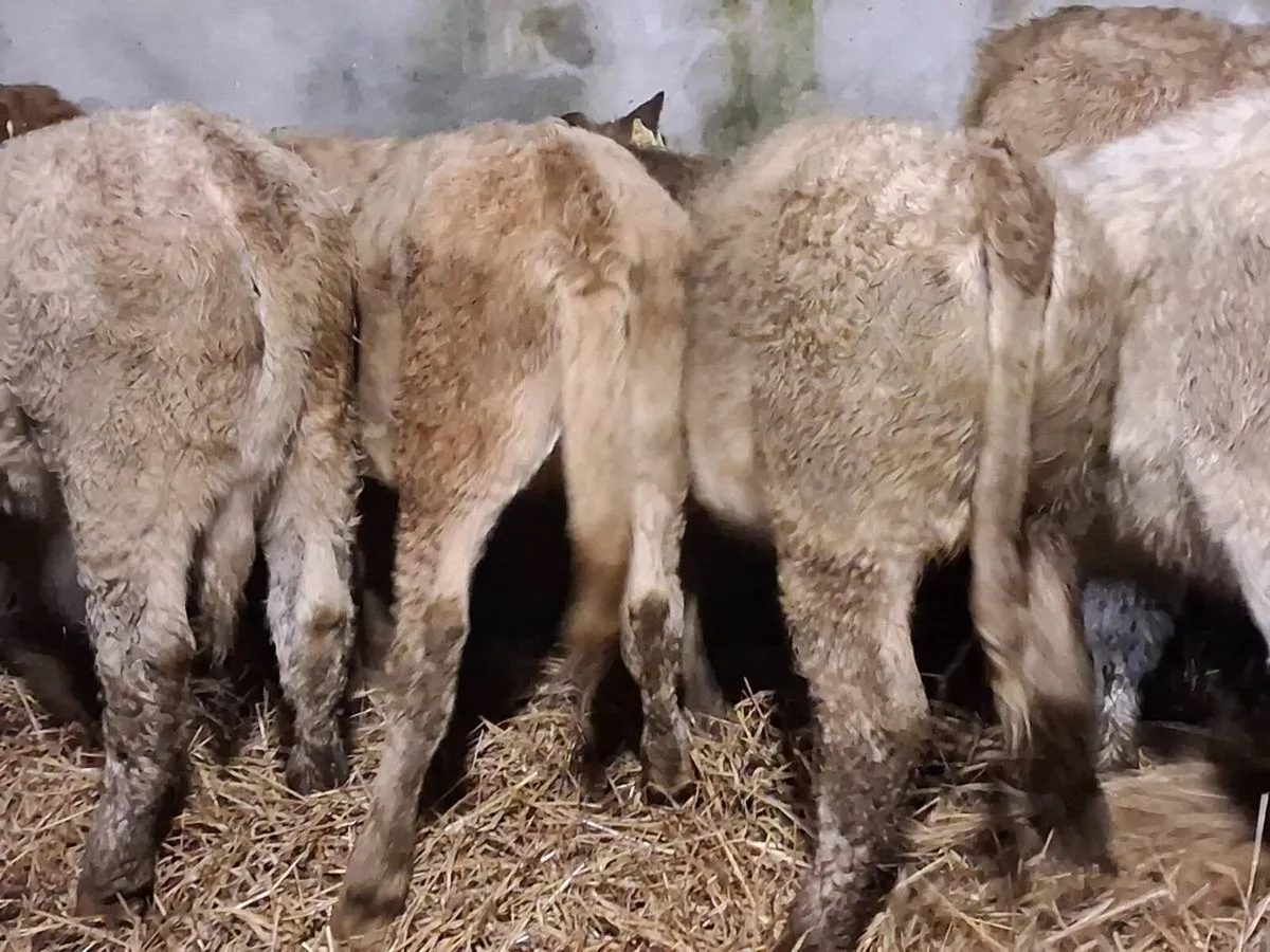 5 Charolais Weanling Heifers - Image 3