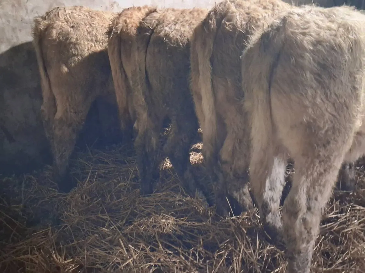 5 Charolais Weanling Heifers - Image 4