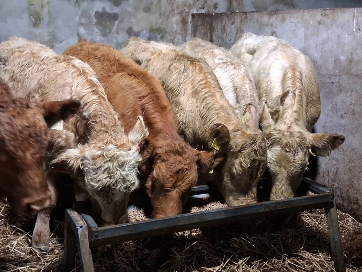 7  Quality Continental Bull Weanlings - Image 1
