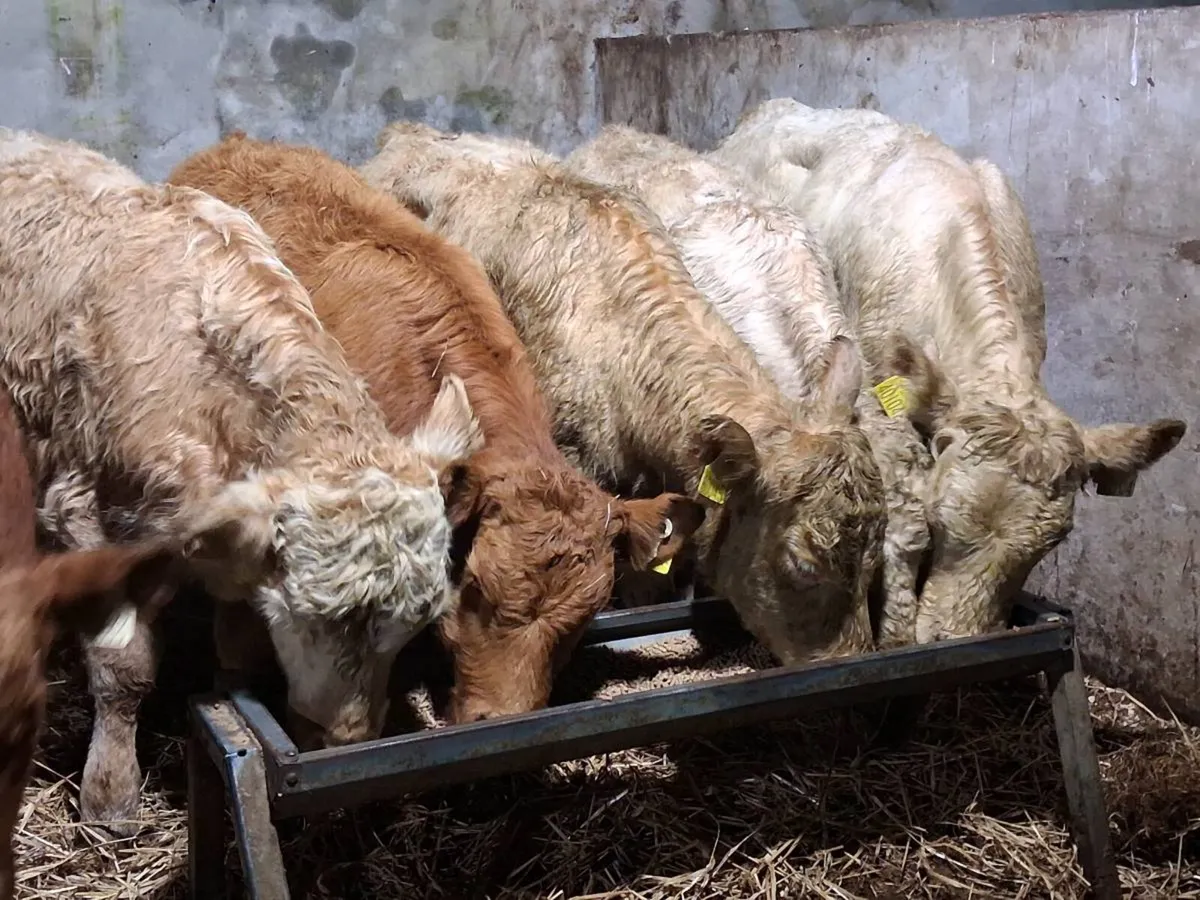 7  Quality Continental Bull Weanlings - Image 2