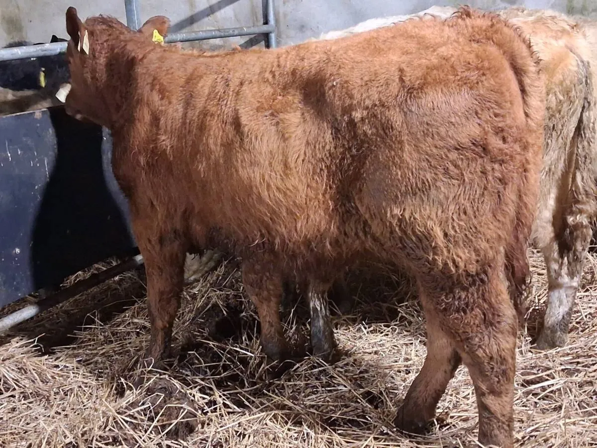 7  Quality Continental Bull Weanlings - Image 3